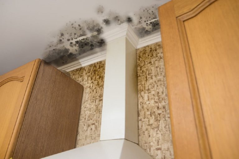 How to clean mold off wood including water stains? clean mold off wood including water stains
