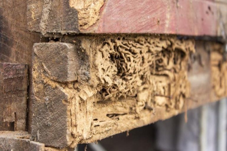 Ways to prevent wood rot or decay prevent wood rot or decay